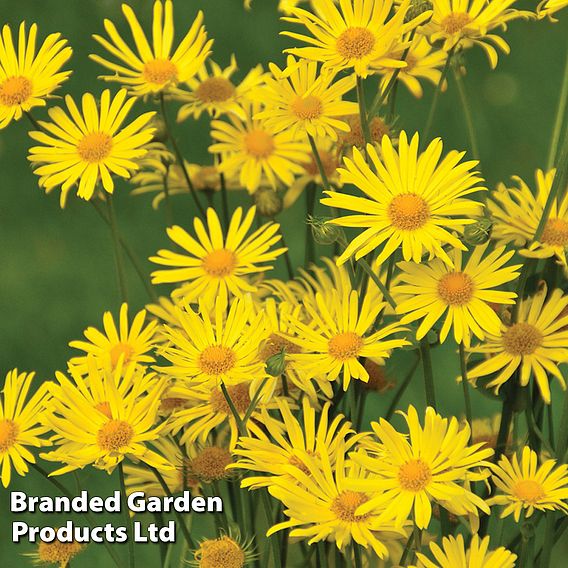 Best Value Rainbow Perennial Collection